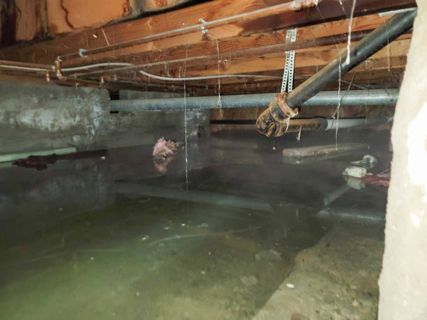 Best Flood damage cleanup  in Bally, PA