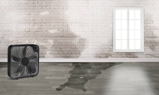 Best Water damage contractors near me  in Bally, PA